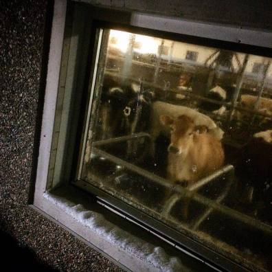 12835002_1166746376699486_746012640_n