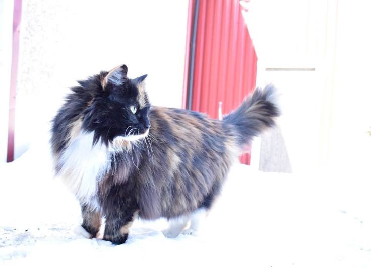 17522877_1611775212196598_1641209445397715244_n